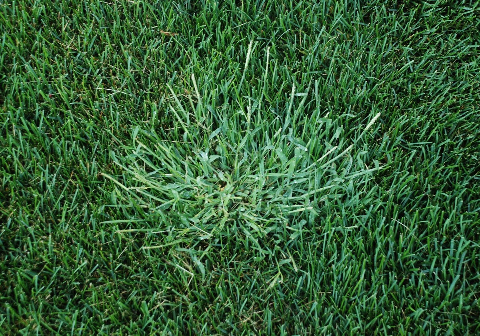 crab grass