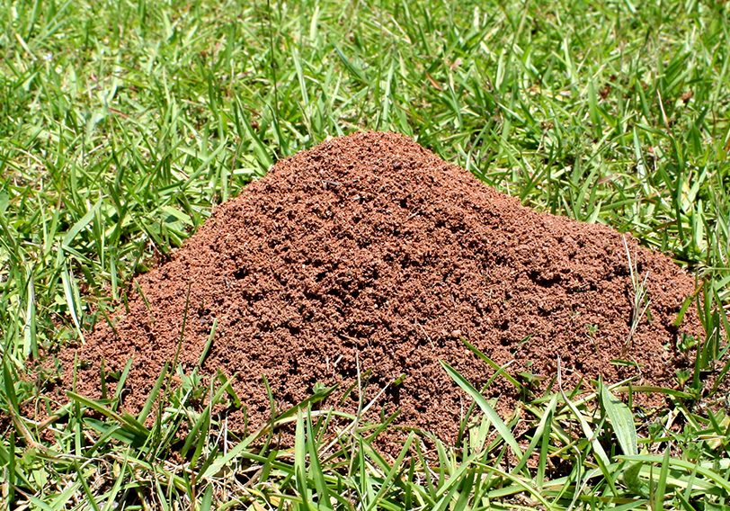 fire ants